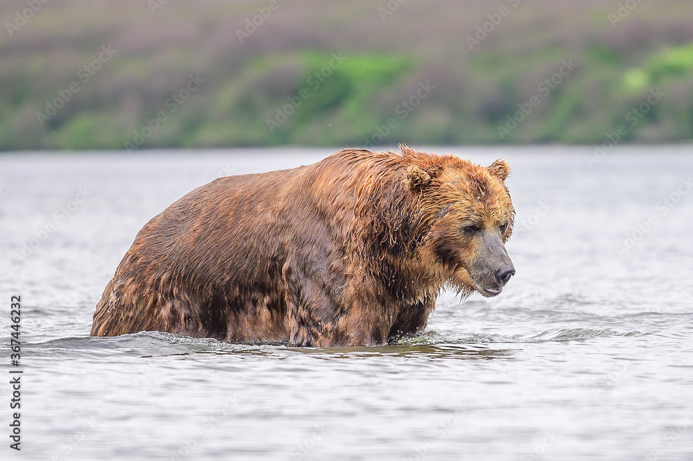 Fototapeta premium Ruling the landscape, brown bears of Kamchatka (Ursus arctos beringianus)