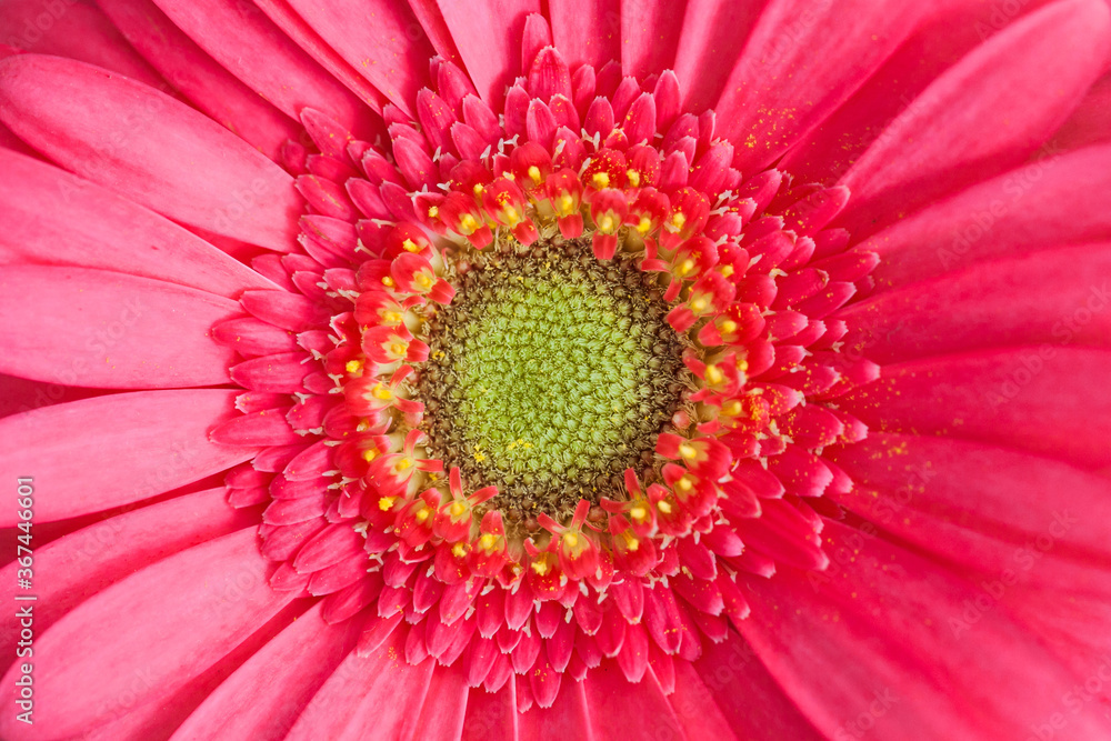 Gerbera daisy flower background. Single object closeup macro flakes texture. Pink color soft floral backdrop. Gerbera daisy flower background. Single object closeup macro flakes texture. Pink color soft floral backdrop.