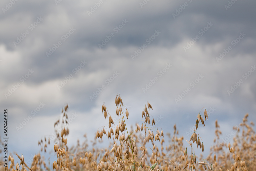 Fototapeta premium Owies na tle zachmurzonego nieba.