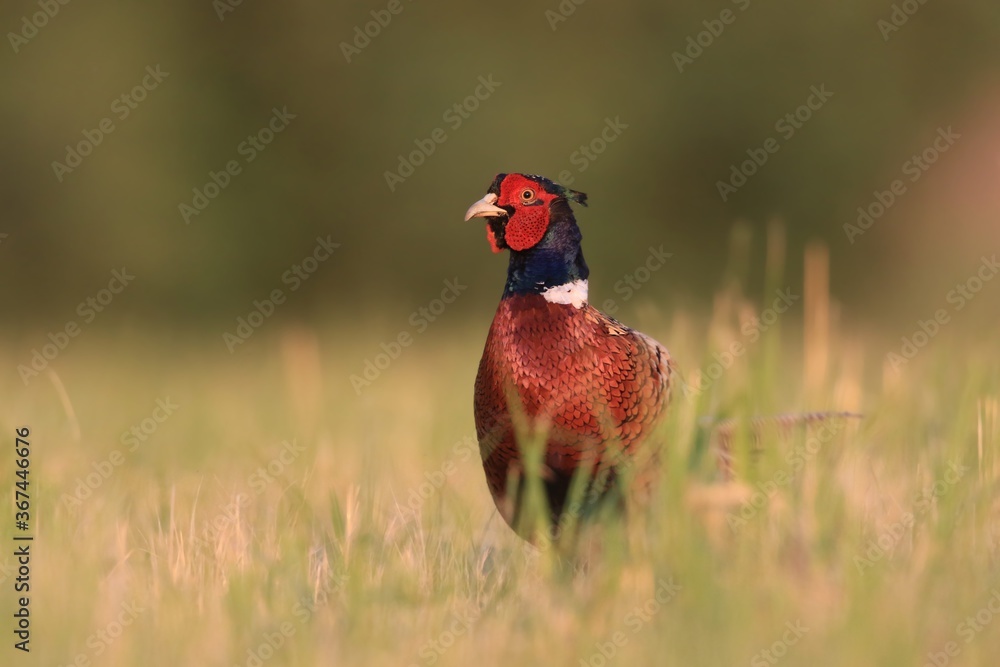 Naklejka premium Beautiful common pheasant in the nature habitat. Wildlife scene from nature. Phasianus colchicus