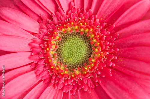 Gerbera daisy flower background. Single object closeup macro flakes texture. Pink color soft floral backdrop.