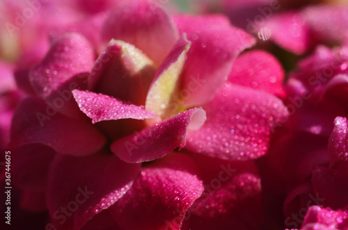 Pink Kalanchoe flowers with water drops macro