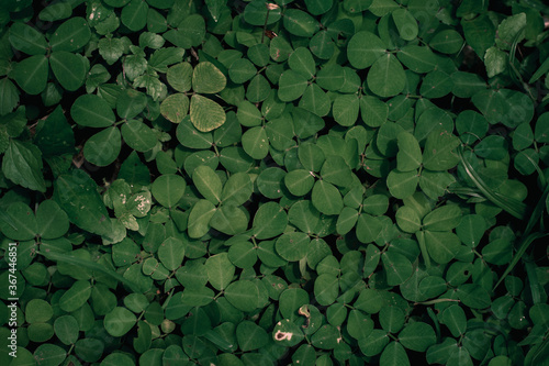 The background from the various foliage that is green in the afternoon