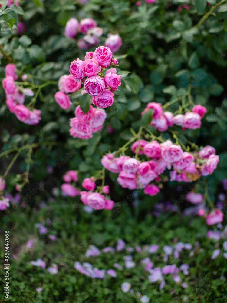 Rose flowers on a green Bush background