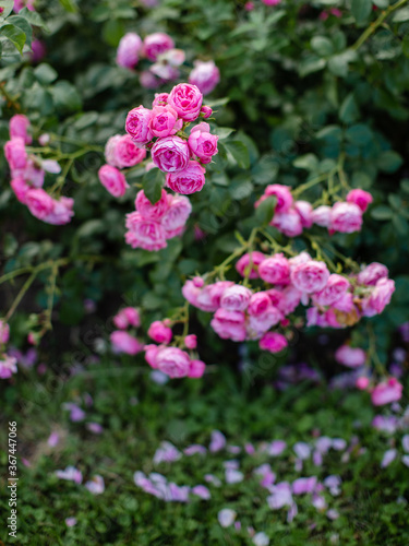 Rose flowers on a green Bush background