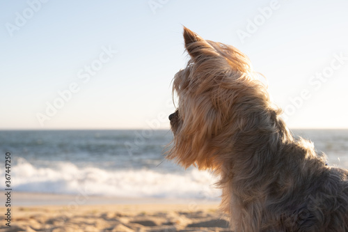 Yorkshire Terrier dog sitting on beach looking out over the ocean.