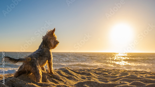 Yorkshire Terrier dog standing on sandy beach at sunset looking over the ocean.