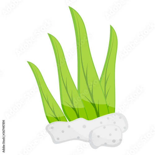 
Editable trendy flat design of macroalgae icon
