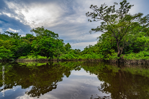 Amazon rain forest in a perfect and lovely sunny day