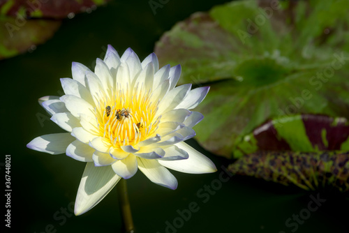 Beautiful yellow lotus flower  Water Lilies or Nymphaeaceae blooming with freshness natural in pond gardening plant for home and living
