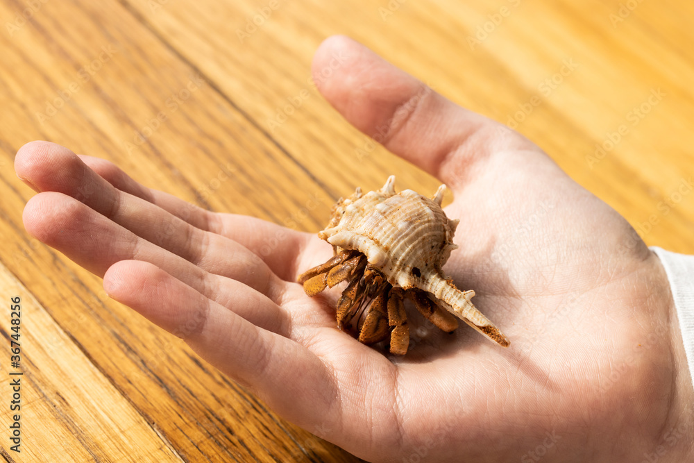 pet Australian Land Hermit Crab (Coenobita variabilis) being held by a child's hand pet Australian Land Hermit Crab (Coenobita variabilis) being held by a child's hand