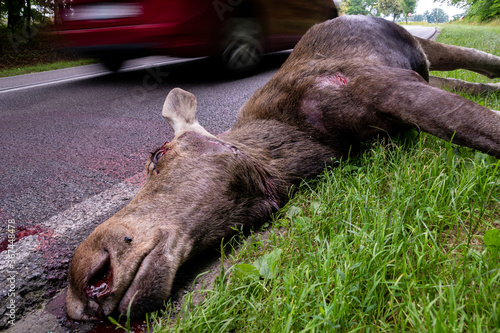 Moose-Vehicle Accident on road. Killed moose after an accident with a vehicle on the road photo