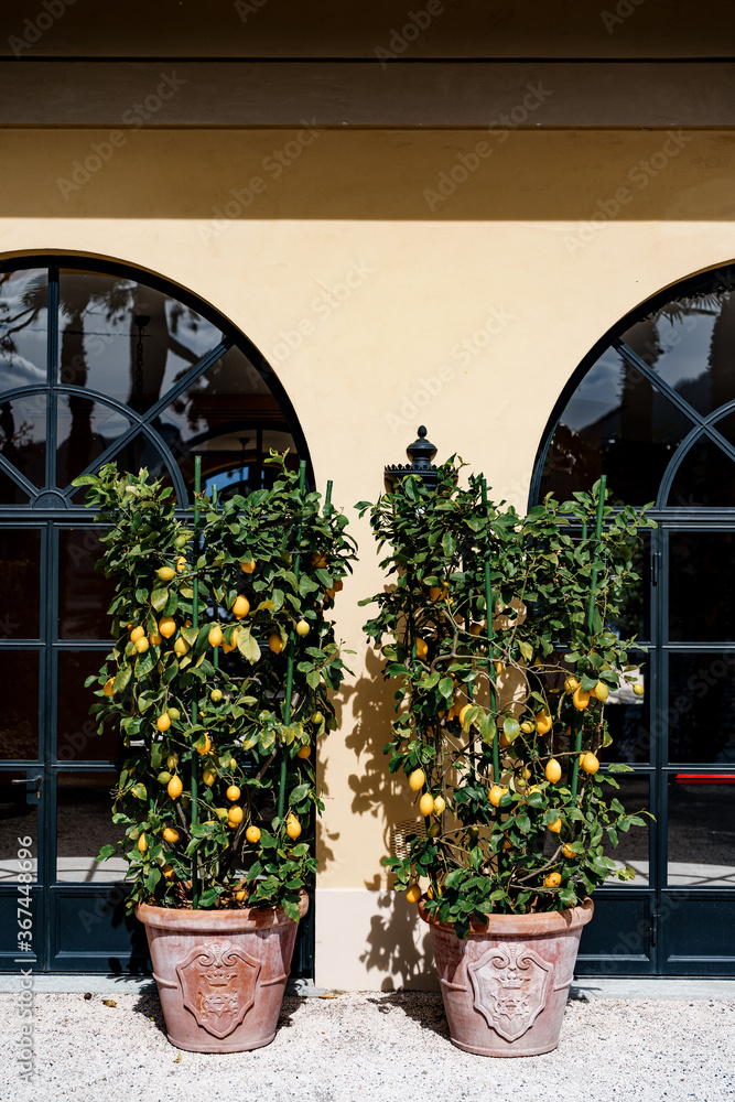 Two clay pots with lemon trees with fruits on branches, in the garden near the villa.