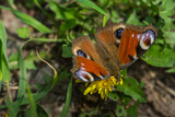 peacock butterfly on a blossom at the forest floor