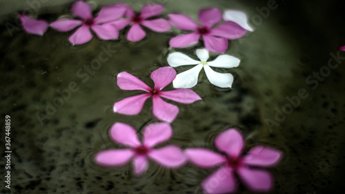 pink flowers  in the water photo