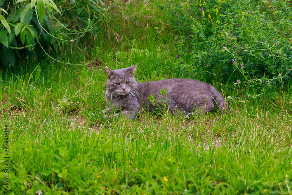 Junge Katze springt wild tobend durch das frische Gras Junge Katze springt wild tobend durch das frische Gras