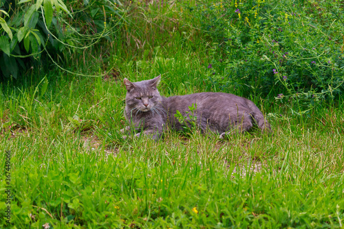 Junge Katze springt wild tobend durch das frische Gras 