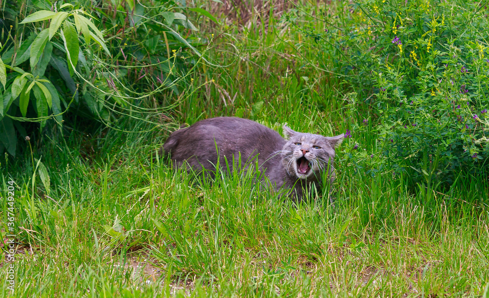 Junge Katze springt wild tobend durch das frische Gras Junge Katze springt wild tobend durch das frische Gras