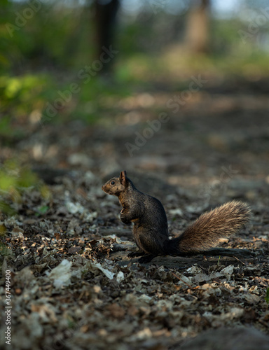 Black squirrel in the forest