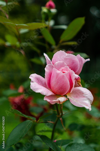 blooming pink rose in the garden