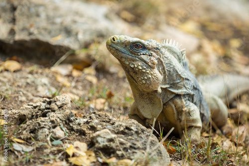 Cuban rock iguana sitting in foliage surrounded by rocks. Photo was taken on a hot sunny day. Iguana is looking at the camera.