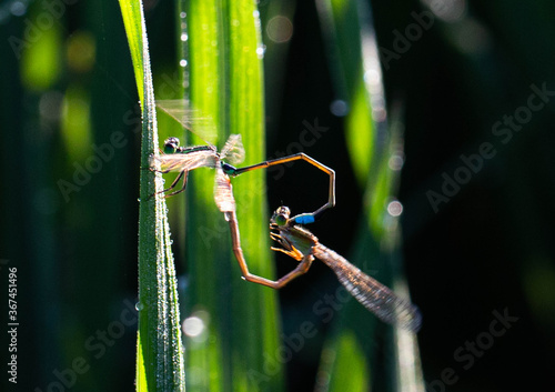 Ruddy Darter Dragonfly perched on the grass. photo