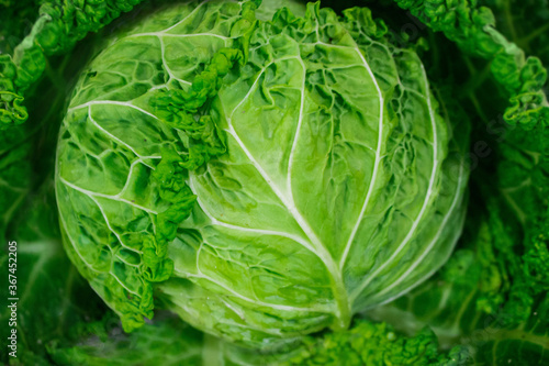 Savoy cabbage close-up
