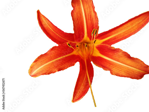 Blume Muster Lilie Orange