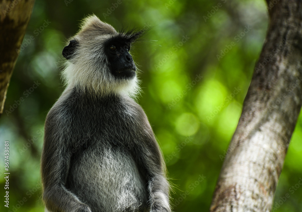 Gray Langur Monkey,  Sri Lankan Gray Monkey,  tufted gray langur (Semnopithecus priam) 