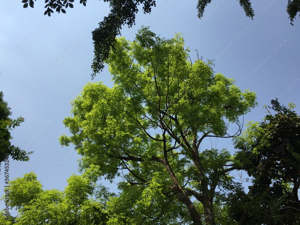 Obraz premium Nature 