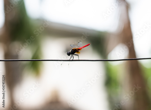 Dragon fly on blurred background. photo