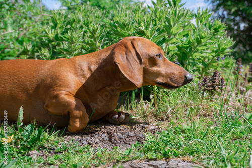 Brown dachshund dog of three years in the garden in summertime . Cute dog. Dog training