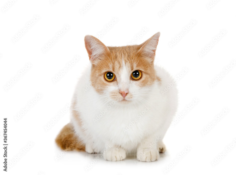 Fototapeta premium Large red and white cat is sitting on a white background