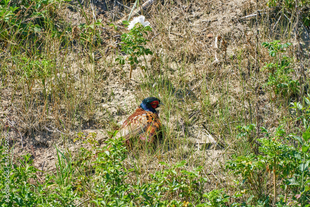 A pheasant bird stands on a meadow in the middle of field flowers and grass A pheasant bird stands on a meadow in the middle of field flowers and grass