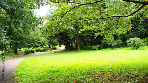 Fresh green of Aobanomori Park, Chiba, Japan on July 27, 2020 photo