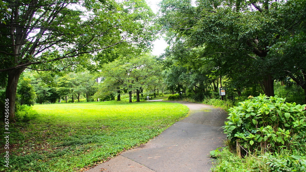 Fresh green of Aobanomori Park, Chiba, Japan on July 27, 2020 Fresh green of Aobanomori Park, Chiba, Japan on July 27, 2020