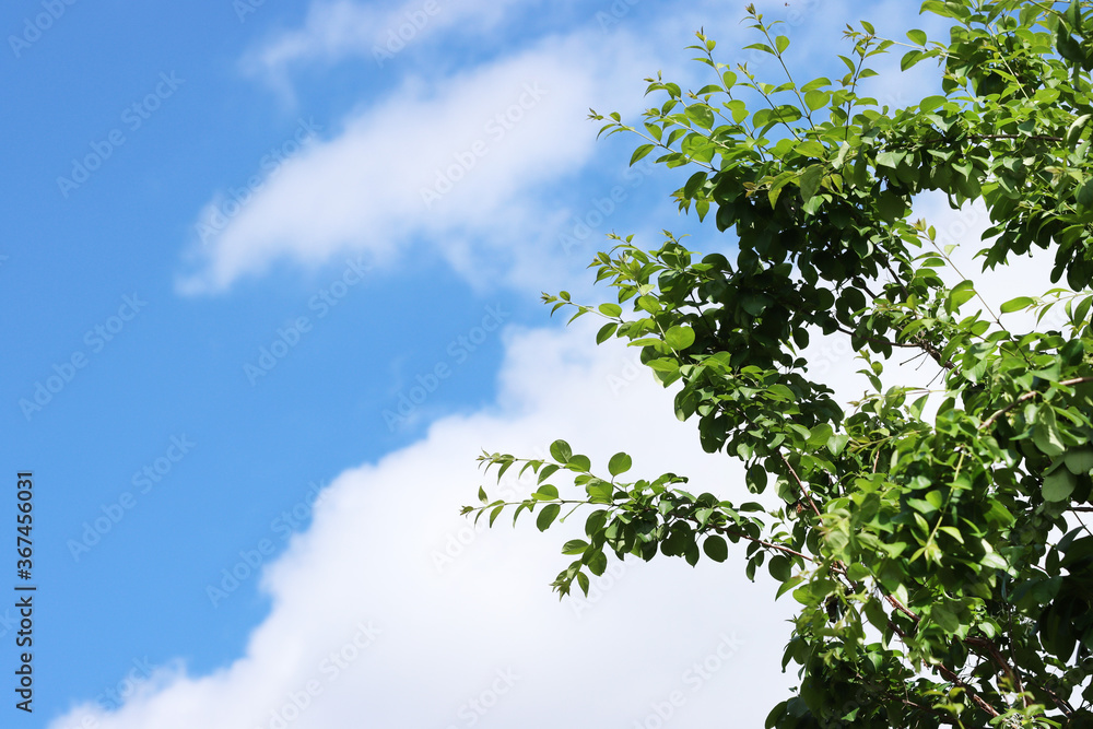 Fototapeta premium a blue sky and green leaves and tree