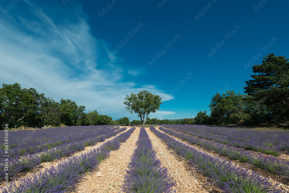 Un champ de lavande en fleurs avec une perspective centrale sur un arbre au centre, au format horizontal dans la plaine de Sault en Provence 