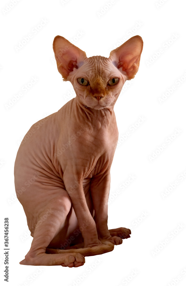 cat without fur, sphinx on a white background