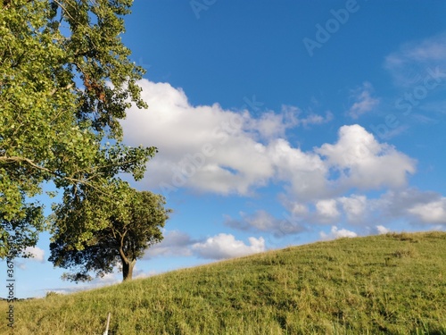  Background.Green field with trees. Nature scene. White clouds with clean blue sky