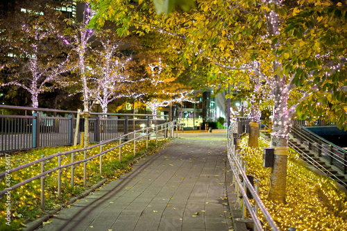 Fototapeta Naklejka Na Ścianę i Meble -  Maple leaves changing color, Autumn seasons at Tokyo in Japan