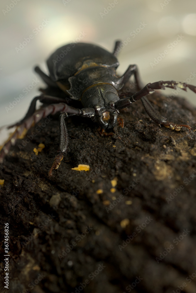コナラの朽木にノコギリカミキリ コナラの朽木にノコギリカミキリ