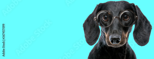 adorable funny Teckel dog sitting, wearing eyeglasses