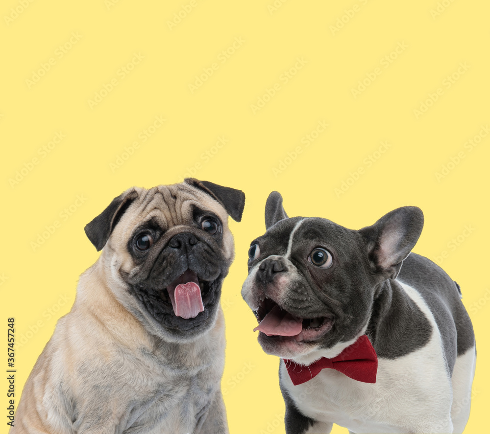 pug and french bulldog dogs sticking out tongue happy