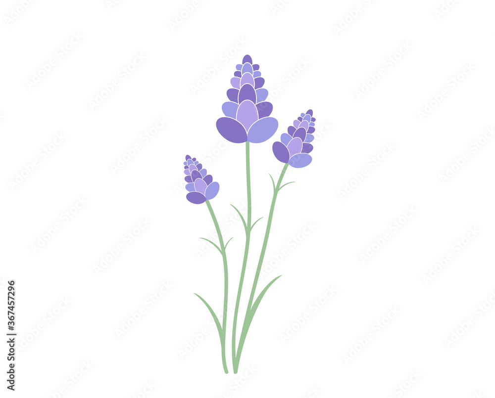 Obraz premium Lavender vector illustration. Lavender flower branch vector illustration. 