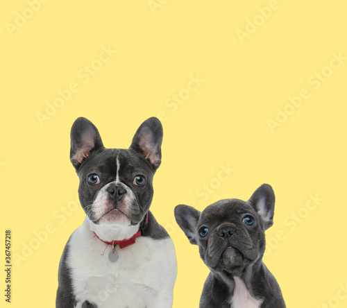couple of french bulldog dogs sitting next to each other