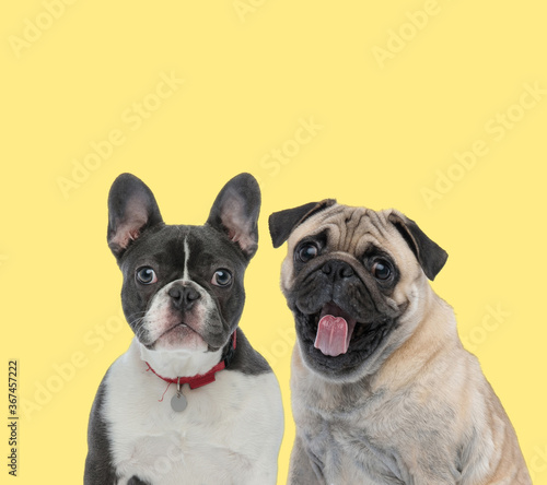 couple of dogs wearing red leash and sticking out tongue