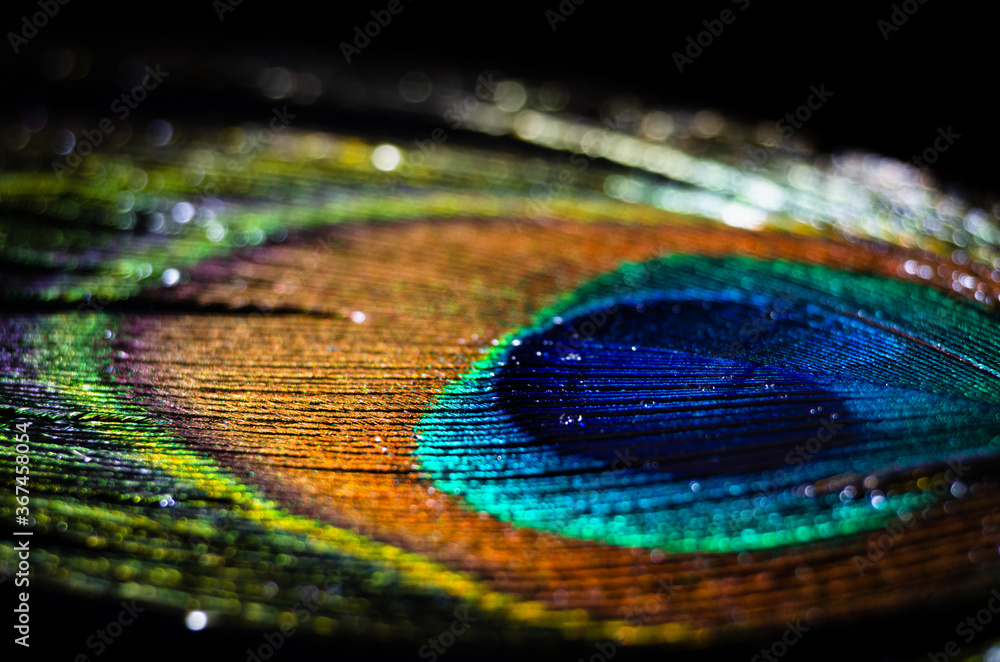 Fototapeta premium Colorful peacock feather for background