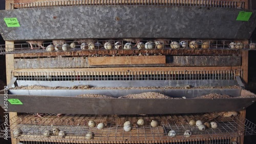 Wallpaper Mural Breeding chicken cage at organic rural farm with domestic quail birds. Poultry farming. Quails breeder. Meat and eggs production. Torontodigital.ca