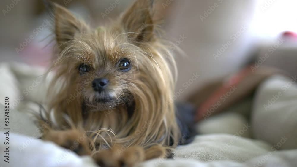 cute yorkshire terrier dog laying down in sheets, sniffing, moving head and following instructions, looking to side, relaxing at home cute yorkshire terrier dog laying down in sheets, sniffing, moving head and following instructions, looking to side, relaxing at home